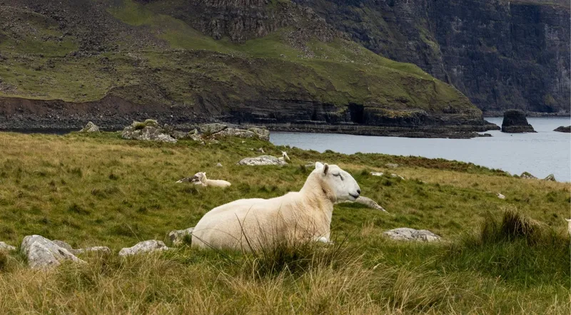 A sheep resting by the sea cliffs on the Isle of Skye