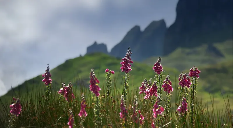 Foxgloves in bloom below the Trotternish ridge on the Isle of Skye